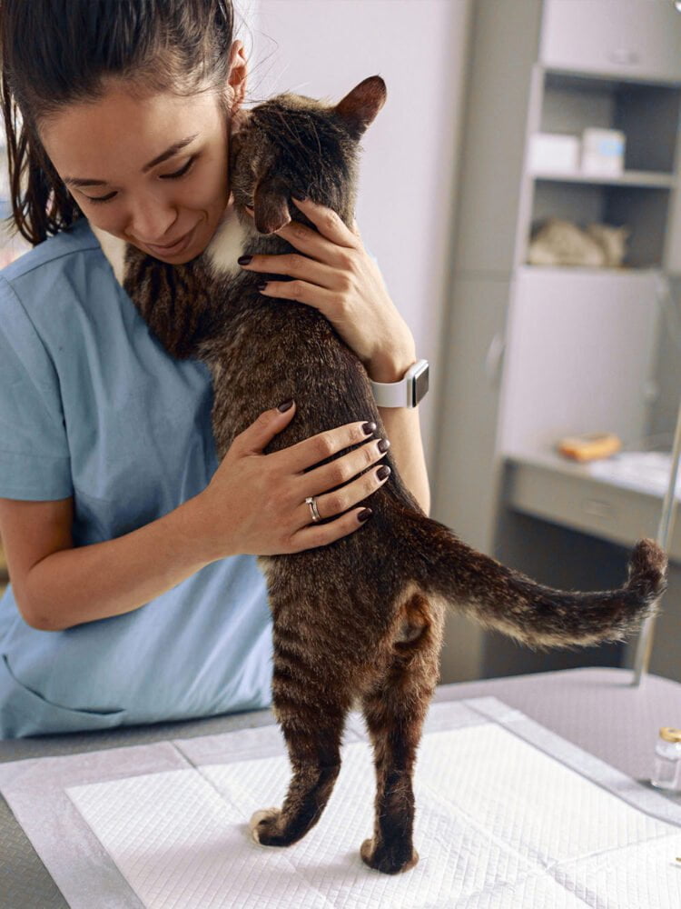 Veterinarian hugging cat